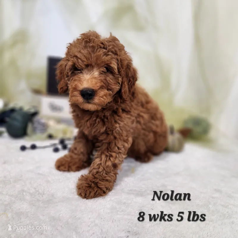 F1b Mini Goldendoodle Nolan – Miniature Goldendoodle puppy for sale in Stuart, NE