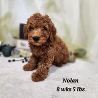 F1b Mini Goldendoodle Nolan, a male Miniature Goldendoodle for sale in Stuart, NE – 1 of 2
