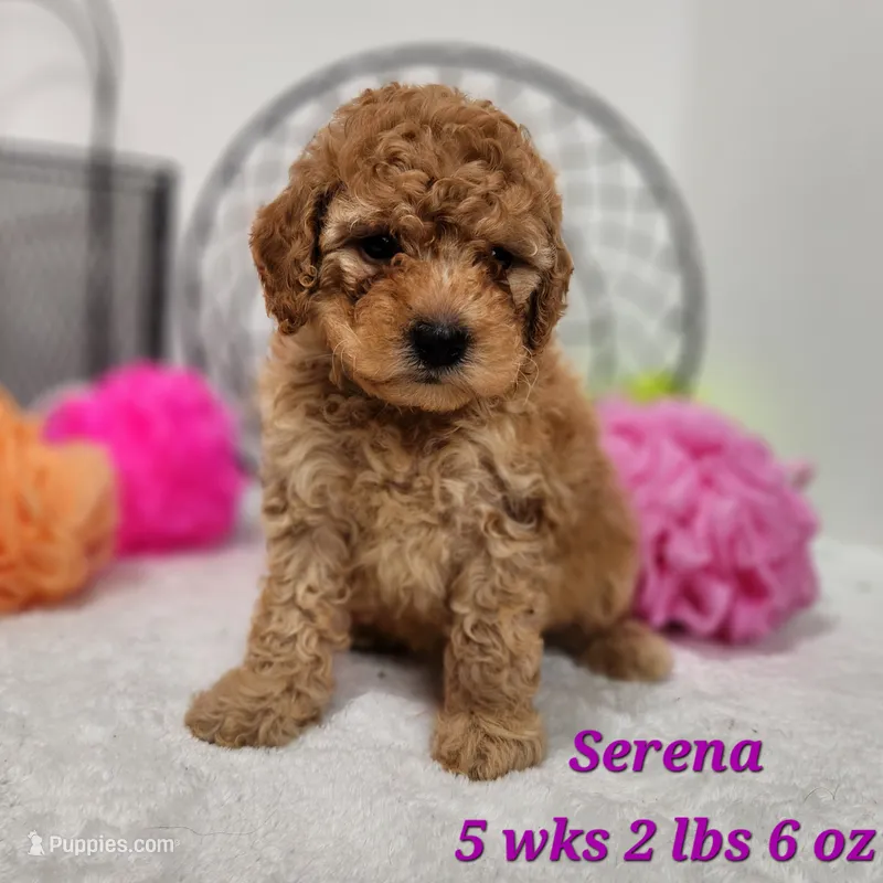 Mini Serena – Miniature Goldendoodle puppy on hold in Stuart, NE