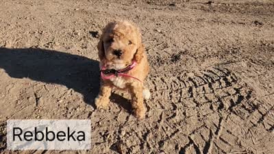 Rebbeka, a female Miniature Goldendoodle for sale in Stuart, NE – 2 of 2