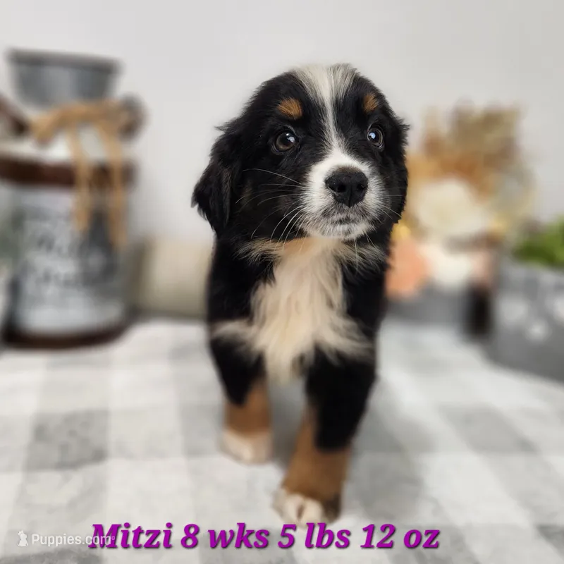 Smaller Australian Shepherd Mitzi – Miniature Australian Shepherd puppy for sale in Stuart, NE