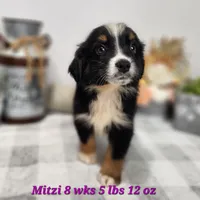 Smaller Australian Shepherd Mitzi, a female Miniature Australian Shepherd for sale in Stuart, NE – 1 of 2