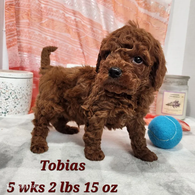 Tobias – Miniature Goldendoodle puppy for sale in Stuart, NE