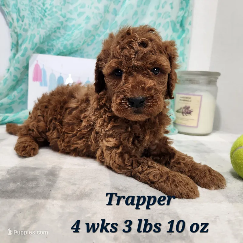 Trapper – Miniature Goldendoodle puppy on hold in Stuart, NE