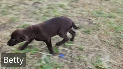 Betty, a male Goldendoodle and Labrador Retriever for sale in Stuart, NE – 3 of 3