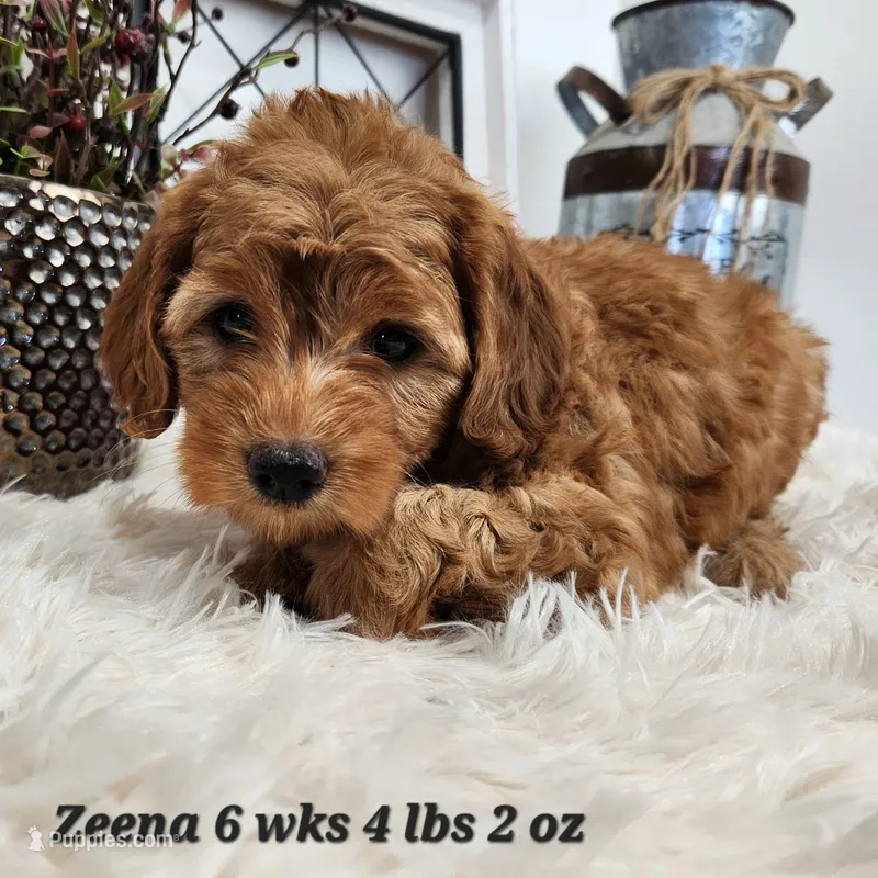 Zeena – Miniature Goldendoodle puppy for sale in Stuart, NE