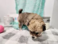 Sereena Havapoo, a female Havanese and Poodle - Toy  for sale in Stuart, NE – 3 of 6