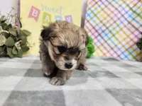 Sereena Havapoo, a female Havanese and Poodle - Toy  for sale in Stuart, NE – Photo 3 of 3