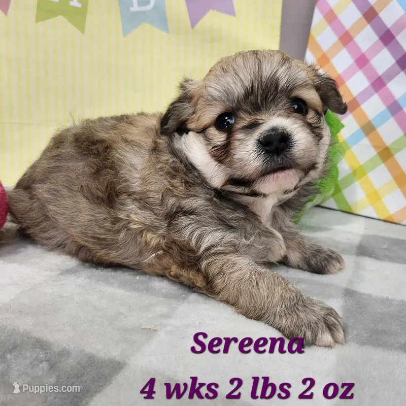 Sereena Havapoo – Havanese, Poodle - Toy  puppy for sale in Stuart, NE