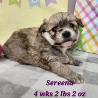 Sereena Havapoo, a female Havanese and Poodle - Toy  for sale in Stuart, NE – Photo 1 of 3