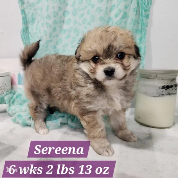 Sereena Havapoo – Havanese, Poodle - Toy  puppy for sale in Stuart, NE