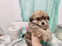 Sereena Havapoo, a female Havanese and Poodle - Toy  for sale in Stuart, NE – 2 of 6