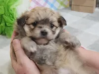 Sereena Havapoo, a female Havanese and Poodle - Toy  for sale in Stuart, NE – Photo 2 of 3