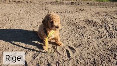Mini to Moyen Rigel, a male Miniature Goldendoodle for sale in Stuart, NE – 2 of 2