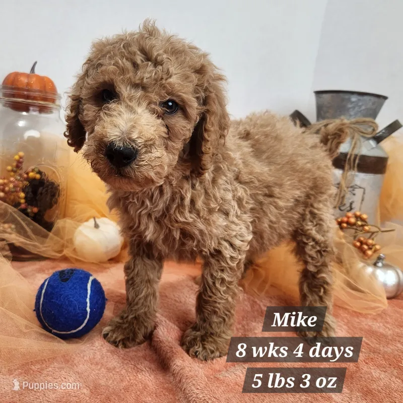 MIKE – Miniature Goldendoodle puppy for sale in Stuart, NE