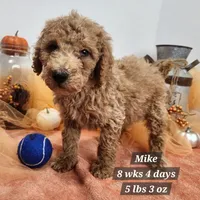 MIKE, a male Miniature Goldendoodle for sale in Stuart, NE – 1 of 1