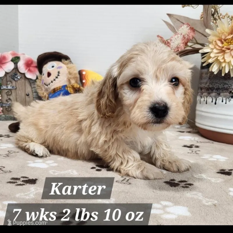 Doxiepoo Karter
