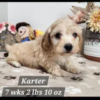 Doxiepoo Karter, a male Doxiepoo for sale in Stuart, NE – Photo 1 of 2