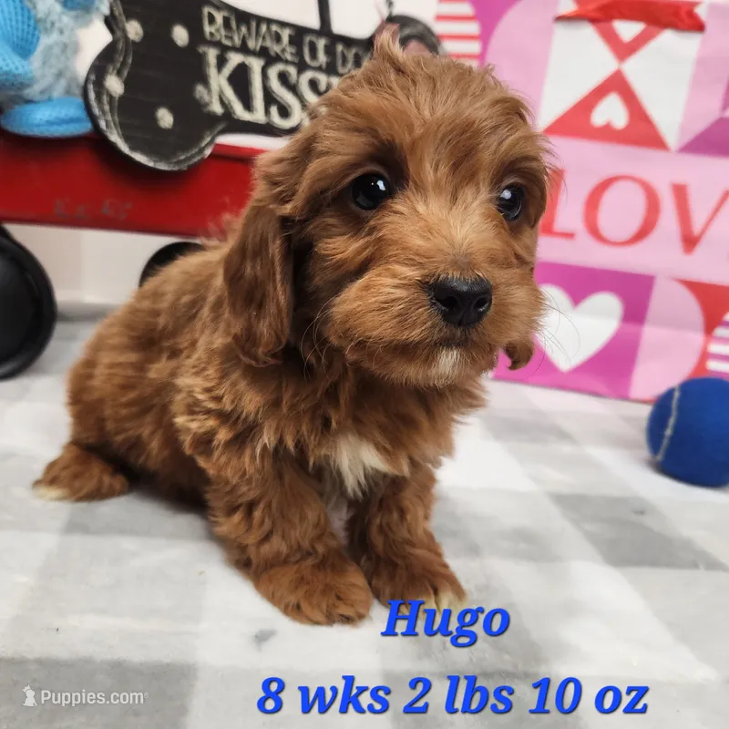 Doxiepoo Hugo