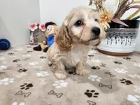 Doxiepoo Karter, a male Doxiepoo for sale in Stuart, NE – Photo 2 of 2