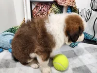 Great Bernese Grayson, a male Bernese Mountain Dog and Great Pyrenees for sale in Stuart, NE – 3 of 4