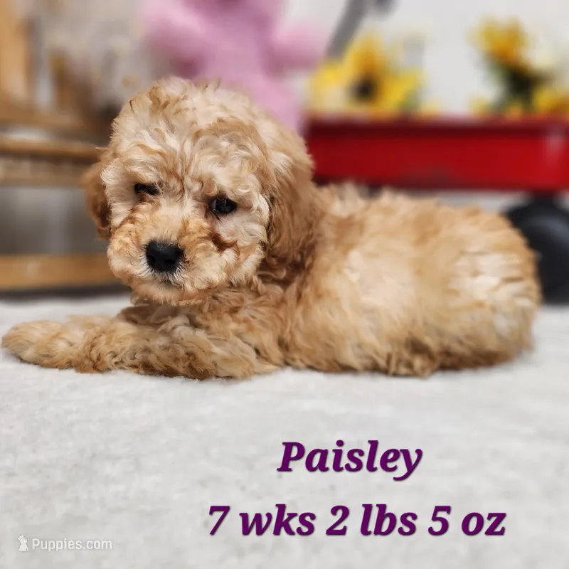 F1b Paisley – Miniature Aussiedoodle puppy for sale in Stuart, NE