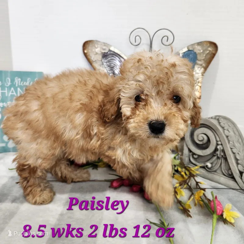 F1b Paisley – Miniature Aussiedoodle puppy for sale in Stuart, NE
