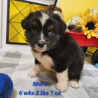 smaller Aust Shep Max, a male Miniature Australian Shepherd for sale in Stuart, NE – 1 of 1