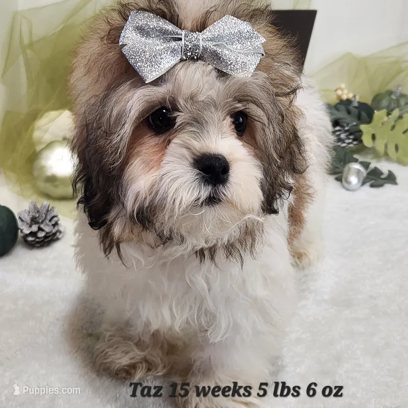 Taz – Shihpoo puppy for sale in Stuart, NE