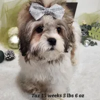 Taz, a male Shihpoo for sale in Stuart, NE – 1 of 4