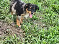 Smaller Australian Shepherd Troy, a male Miniature Australian Shepherd for sale in Stuart, NE – 1 of 2