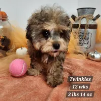 Twinkles, a female Shih Tzu and Poodle - Toy  for sale in Stuart, NE – 3 of 3