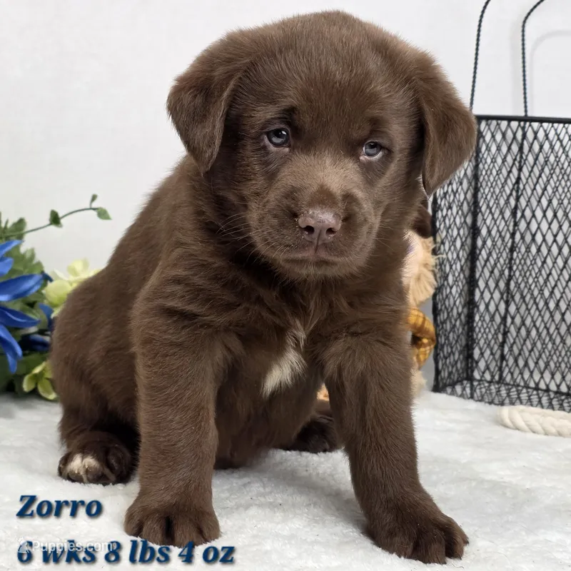 Zorro – Australian Shepherd, Labrador Retriever puppy for sale in Stuart, NE