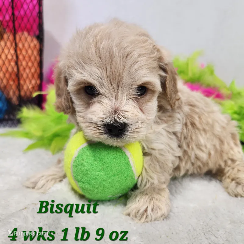 Bisquit – Miniature Aussiedoodle puppy for sale in Stuart, NE