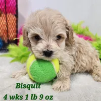 Bisquit, a male Miniature Aussiedoodle for sale in Stuart, NE – 1 of 1