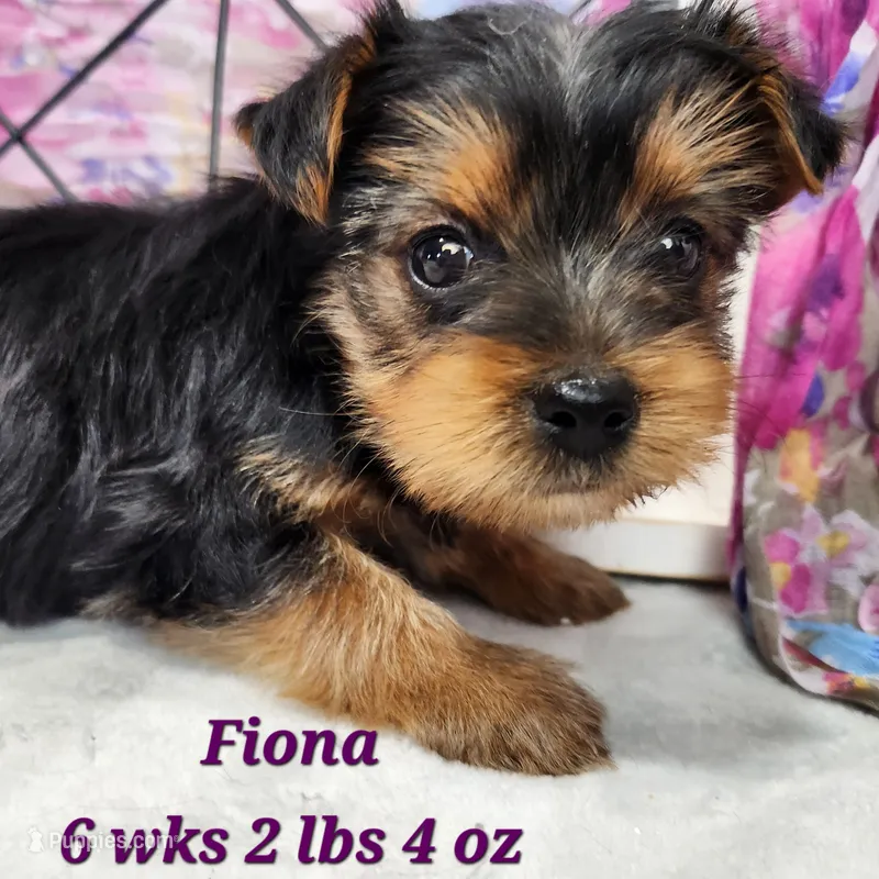 Silver Fiona – Yorkshire Terrier puppy for sale in Stuart, NE