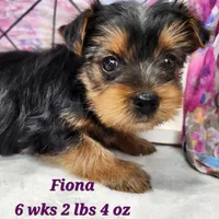 Silver Fiona, a female Yorkshire Terrier for sale in Stuart, NE – 1 of 2