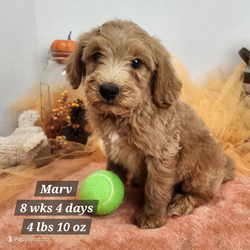 Marv – Miniature Goldendoodle puppy for sale in Stuart, NE