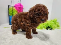 Venessa, a female Miniature Goldendoodle for sale in Stuart, NE – 1 of 3