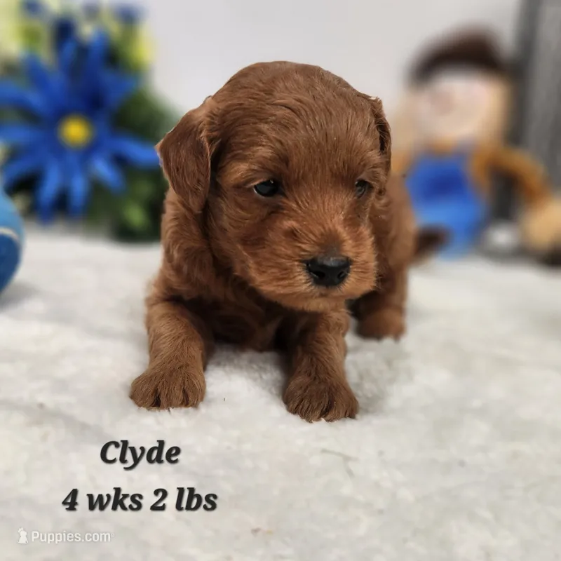 Clyde – Poodle - Toy , Miniature Goldendoodle puppy for sale in Stuart, NE