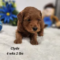 Clyde, a male Poodle - Toy  and Miniature Goldendoodle for sale in Stuart, NE – 1 of 1