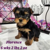 Florence, a female Yorkshire Terrier for sale in Stuart, NE – 1 of 1