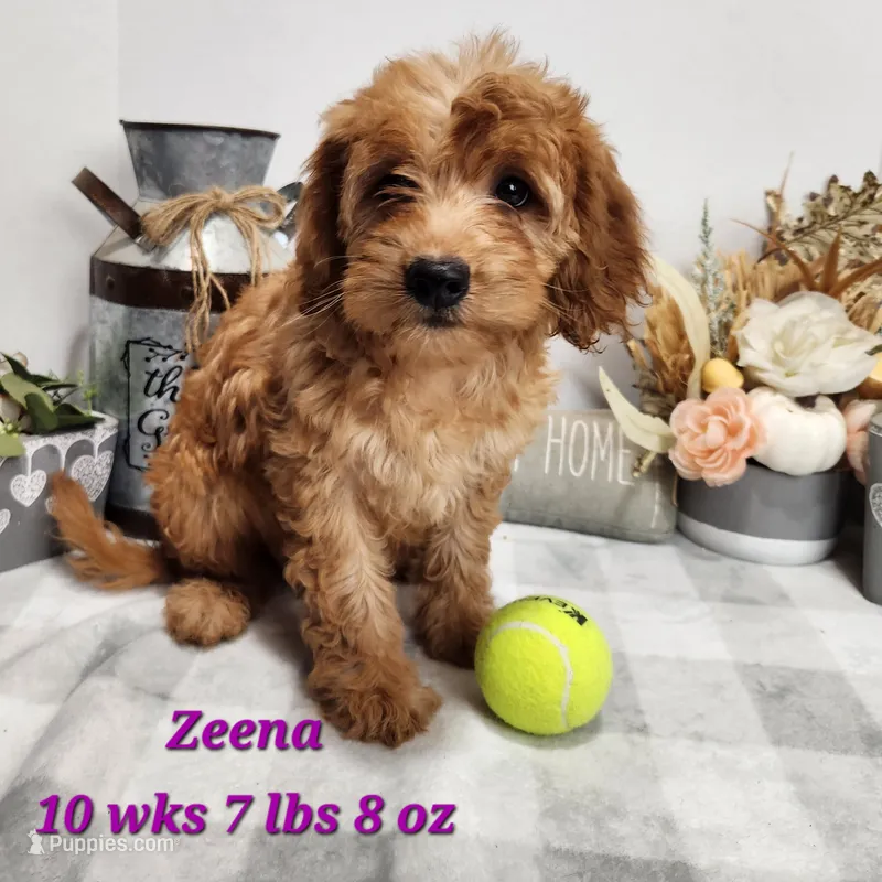 Zeena – Miniature Goldendoodle puppy for sale in Stuart, NE