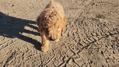 Mini to Moyen Ramos, a male Miniature Goldendoodle for sale in Stuart, NE – 2 of 2