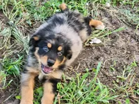 Smaller Australian Shepherd Troy, a male Miniature Australian Shepherd for sale in Stuart, NE – 2 of 2