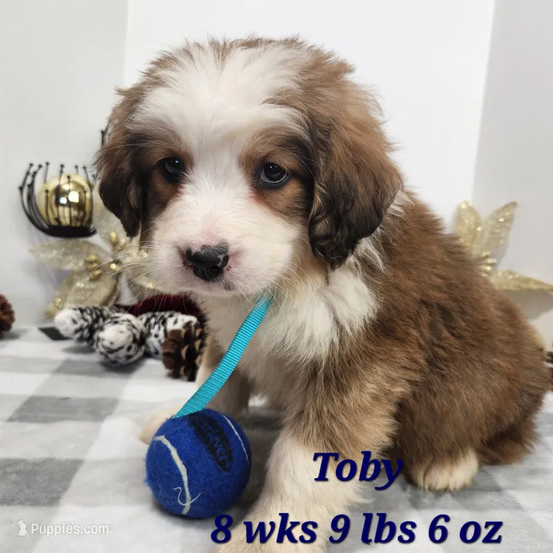 Great Bernese Boy – Bernese Mountain Dog, Great Pyrenees puppy for sale in Stuart, NE