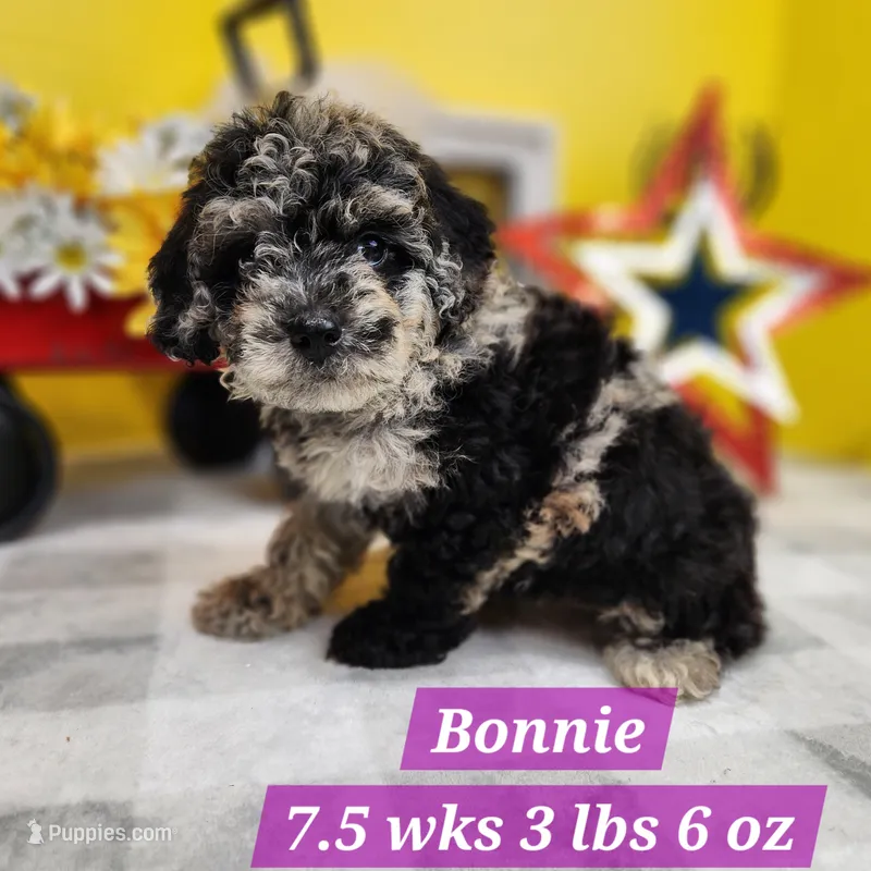 Bonnie – Miniature Aussiedoodle puppy for sale in Stuart, NE