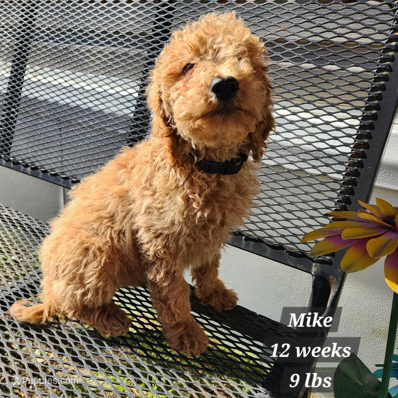 MIKE – Miniature Goldendoodle puppy for sale in Stuart, NE