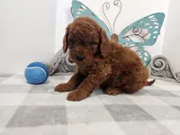 F1b Mini Goldendoodle Emmett, a male Miniature Goldendoodle for sale in Stuart, NE – 2 of 2
