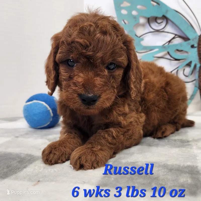 F1b Mini Goldendoodle Emmett – Miniature Goldendoodle puppy for sale in Stuart, NE
